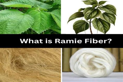  Ramie: La Fibre Tessile Antica per il Futuro Sostenibile!