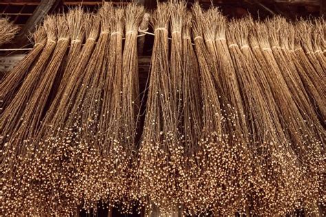 Fibre di Flax: Una panoramica sulle fibre naturali per l'industria tessile e il settore automobilistico!