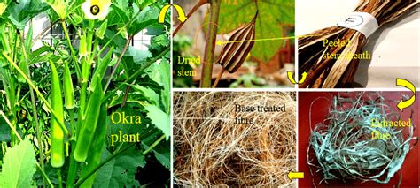  Okra Fibers: Unraveling the Mysteries of a Natural Wonder!